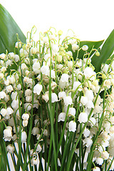 Image showing lily of valley