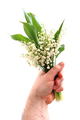 Image showing lily of valley