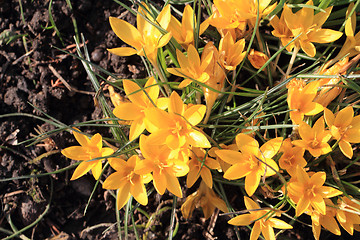 Image showing yellow crocus flowers