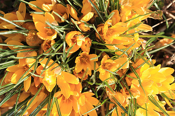 Image showing yellow crocus flowers