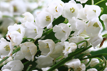 Image showing lily of valley