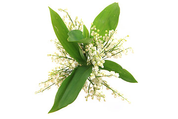 Image showing lily of valley