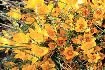 Image showing yellow crocus flowers