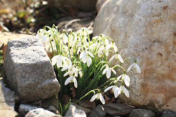 Image showing spring snowdrops flowers