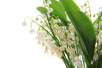 Image showing lily of valley