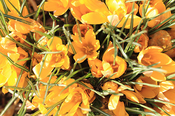 Image showing yellow crocus flowers