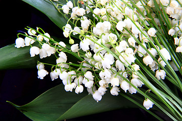 Image showing lily of valley