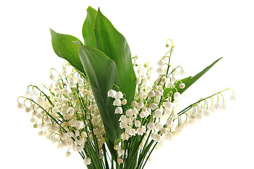 Image showing lily of valley