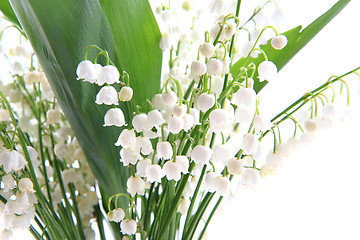 Image showing lily of valley