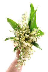 Image showing lily of valley