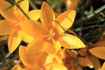 Image showing yellow crocus flowers