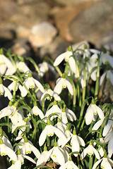 Image showing spring snowdrops flowers