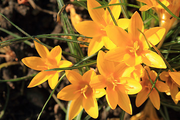 Image showing yellow crocus flowers