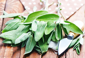 Image showing fresh sage