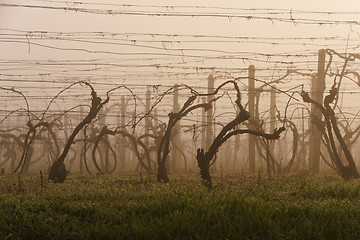 Image showing Vineyard in early spring