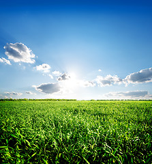 Image showing Green spring grass