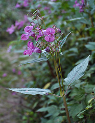 Image showing Impatiens glandulifera