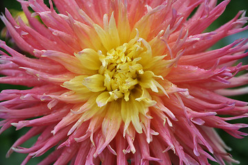 Image showing Dahlia