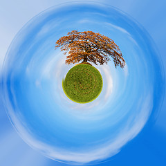Image showing Planet of alone orange autumn tree on a green field