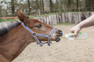 Image showing Foals fed