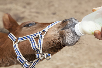 Image showing Foal drinking from bottle