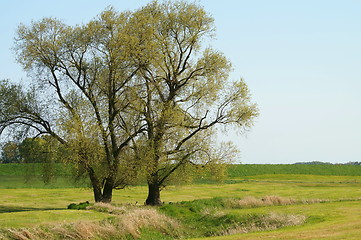 Image showing on the Elbe dike