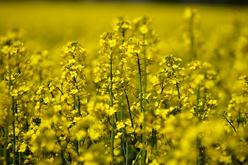 Image showing rape field