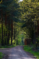 Image showing forest road