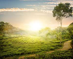 Image showing Fog and tea field