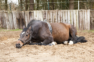 Image showing pregnant mare