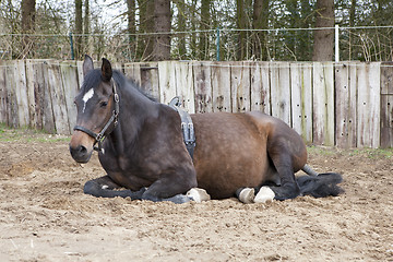 Image showing lying mare with Birth Alarm