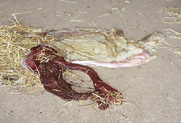 Image showing horse afterbirth