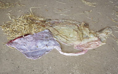 Image showing Afterbirth from horse