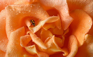 Image showing close up of an yellow ladybug