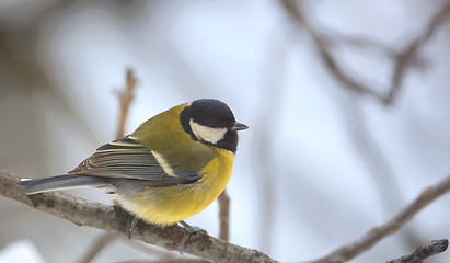 Image showing great tit on brunch