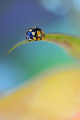 Image showing close up of an yellow ladybug