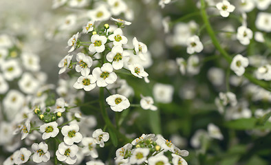 Image showing Little white Lobularia Maritima flowers