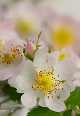 Image showing Flowers dog-rose (Rosa canina)