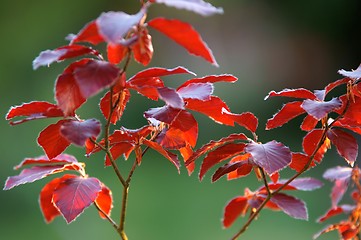 Image showing Blutbuche, Fagus sylvatica f. purpurea