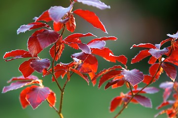 Image showing Blutbuche, Fagus sylvatica f. purpurea