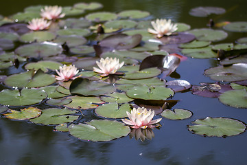 Image showing Waterlily lotus on a water