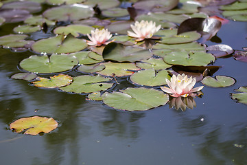 Image showing Waterlily lotus on a water