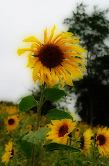 Image showing A Sunflower Dares To Stand Out