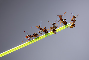 Image showing Team of ants.