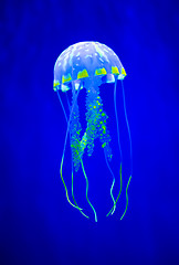Image showing Real jellyfish on a blue background