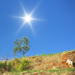 Image showing olive tree