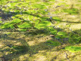 Image showing Pond with moss