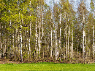 Image showing Birch Forest