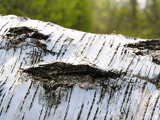 Image showing Birch tree background