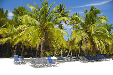 Image showing Paradise beach with palms and sunbeds